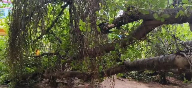 सांगलीतील कोसळलेला ऐतिहासिक 500 मीटर विस्ताराचा वटवृक्ष कसा वाचवता येईल?