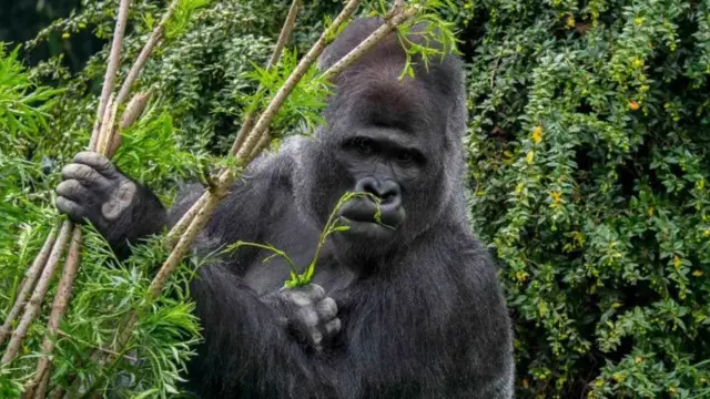 Yashirin kamera massaji