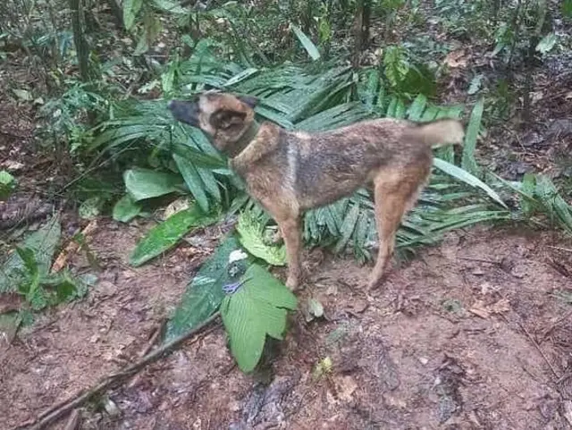 Cão Wilson durante a busca pelas crianças