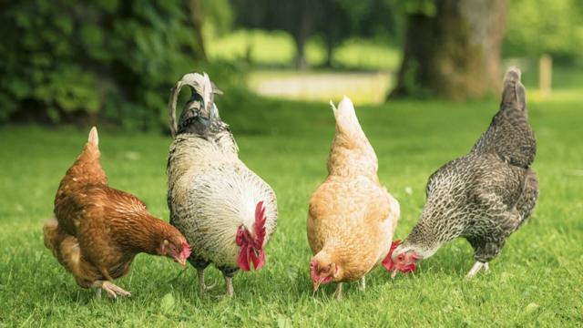 Четыре курицы разной породы щиплют траву