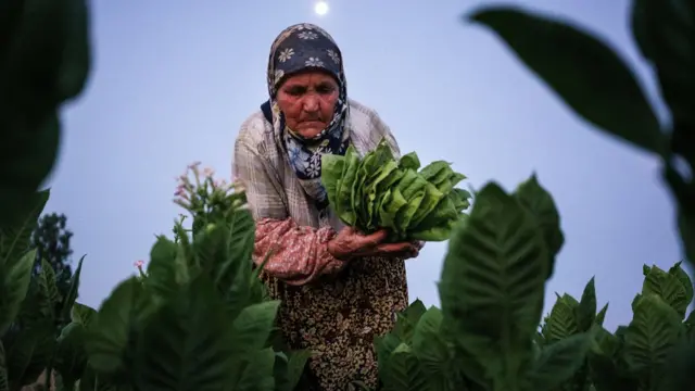 A woman collects tobacco leaves near the village of Kukuryak, bULGARIA