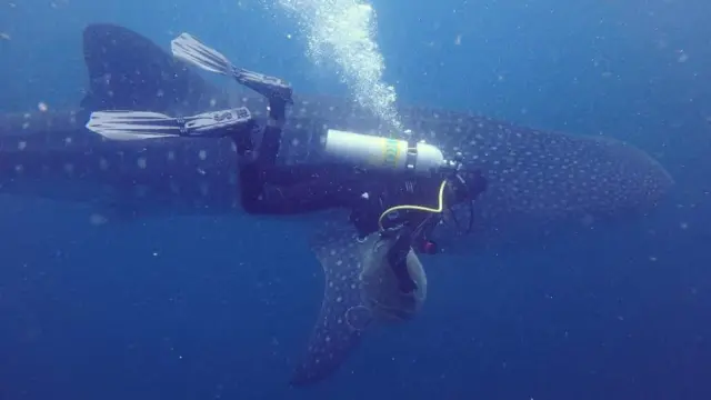 திமிங்கலச் சுறா, சென்னை, மீன்கள், கடல், புதுச்சேரி