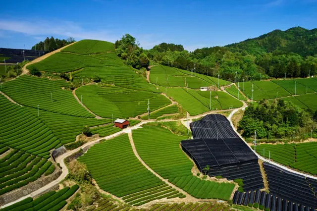 Perkebunan teh hijau di Uji, Jepang