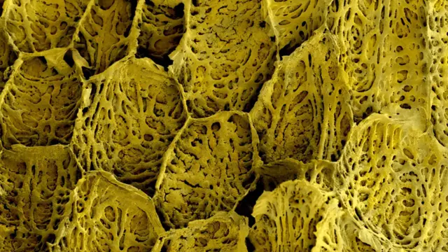 Superficie de un semilla de Musa acuminata