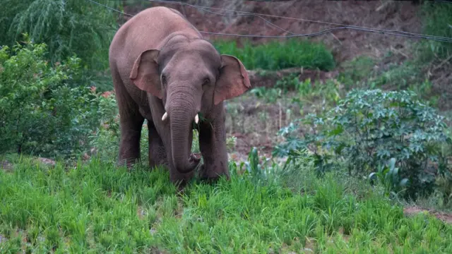 யானை - கோப்புப் படம்