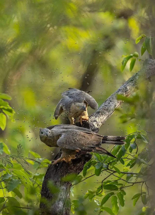 বাজপাখি