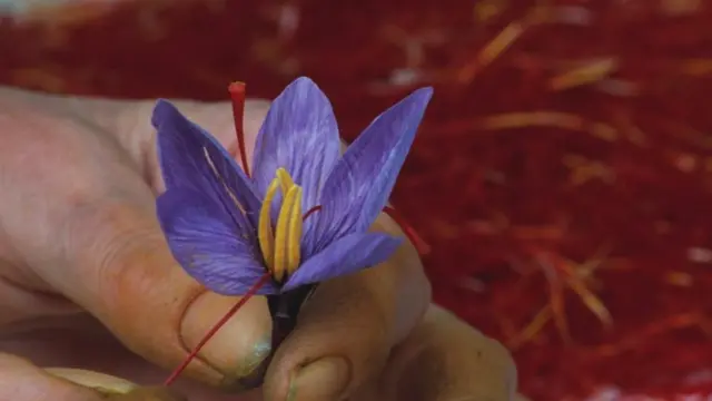 కుంకుమ పువ్వు