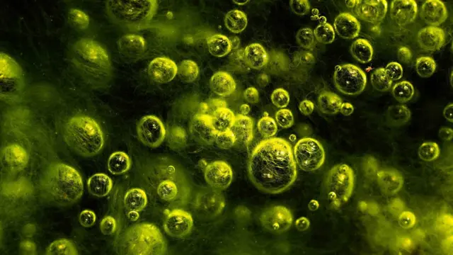 البركة المتلاشية