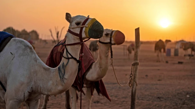 An turke rakuma gabannin gabannin fara tseren a kusa da birnin Omdurman, Sudan - ranar Juma'a 19 Maris 2021