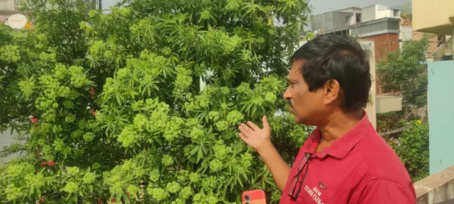 ఏడాకుల చెట్లు