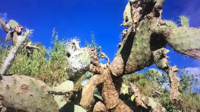 በኮችኔል የተጠቃ በለስ