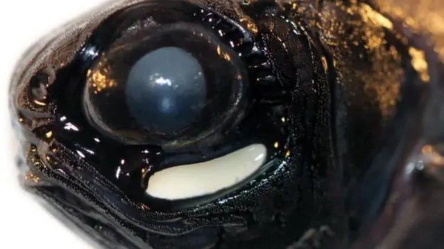 Kalluunkan wuxuu isha hoosteeda ku leeyahay xuub ay gasho bakteeriyada iftiinka bixisa. Waxaa la modaa in iftiin uu bilig-laynayo.