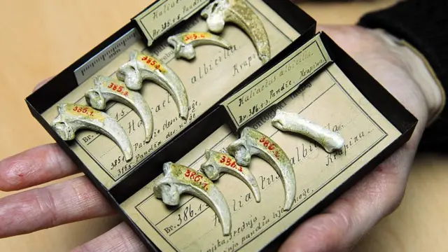 सेक्सः आदिमानव सेक्स कसे करायचे?