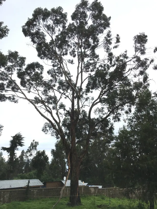 የአፄ ምኒሊክ ቤተመንግስት