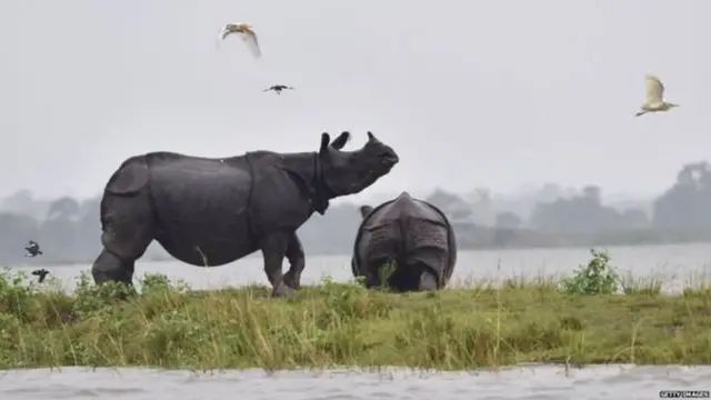 गैंडे का शिकार
