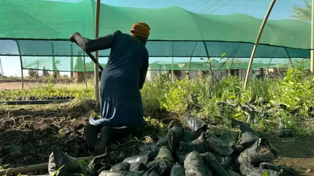 تظهر الصورة عاملاً في مشتل بمقر هيئة الغابات بمنطقة سوبا، يقوم بتجهيز شتلات زراعية