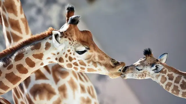 પ્રતિકાત્મક તસ્વીર