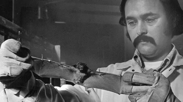 Murciélago analizado en un laboratorio.