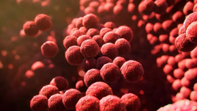 Staphylococcus epidermidis bacteria, illustration. These Gram-positive cocci (spherical bacteria) are an example of non-pathogenic bacteria found on human skin.