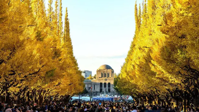 小徑兩側樹木染上金黃，路人都是觀光旅客
