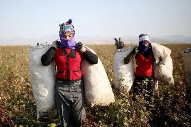 કપાસના ખેડૂતો, કપાસનું ઉત્પાદન, કપાસના ભાવ, આંતરરાષ્ટ્રીય બજાર, કપાસની ગાંસડી, કપાસનો ભાવ કેવી રીતે નક્કી થાય, કપાસમાં કેન્ડી એટલે શું, કપાસના ટેકાના ભાવ, બીબીસી ગુજરાતી, બીબીસી ન્યૂઝ ગુજરાતી 