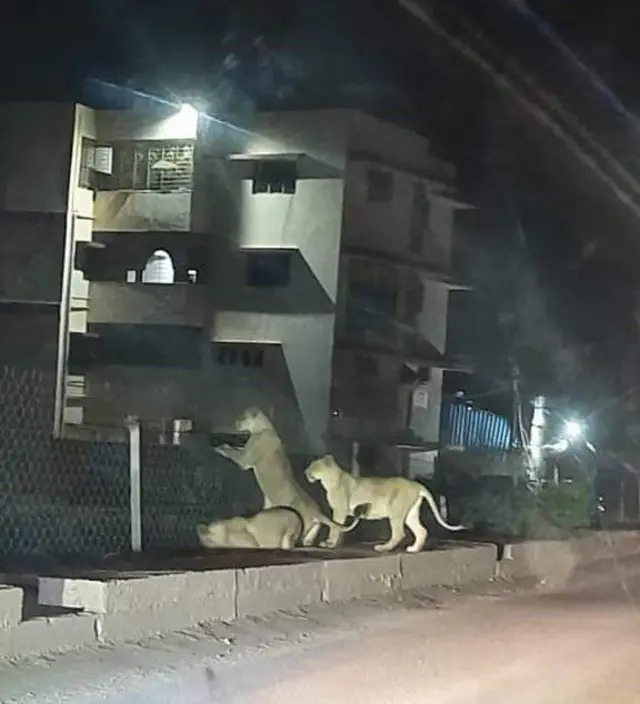 உலக சிங்க தினம்: பெண் சிங்கம்தான் வேட்டைக்குச் செல்லுமா? ஆண் சிங்கத்தின் வேலை என்ன?