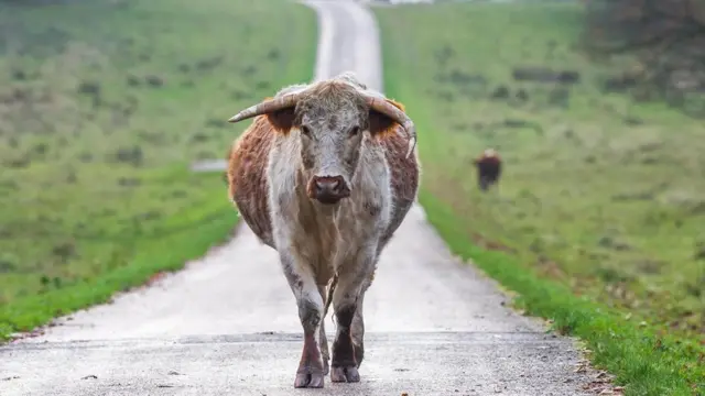 مؤشر "البقرة الحبلى"
