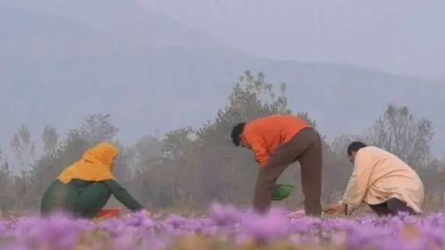 કેસરના વાવેતરની તસવીર 