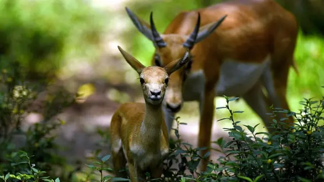 કાળિયાર