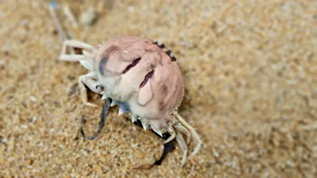 නමුත් වෙරළ තීරයට ආවට පසුව මම දැකපු කණගාටුදායක දෙයක් තමයි වෙරළේ සමහර තැන් වල කුණු එකතුවෙලා තියෙන එක. ඔබේ රටට හරිම සුන්දර පරිසරයක් හිමිවෙලා තියෙනවා. මම දන්නේ නෑ ඇයි ඔබ ඒවා රැකගන්න ඒ තරම් උනන්දුවක් දක්වන්නේ නැත්තේ කියලා," 