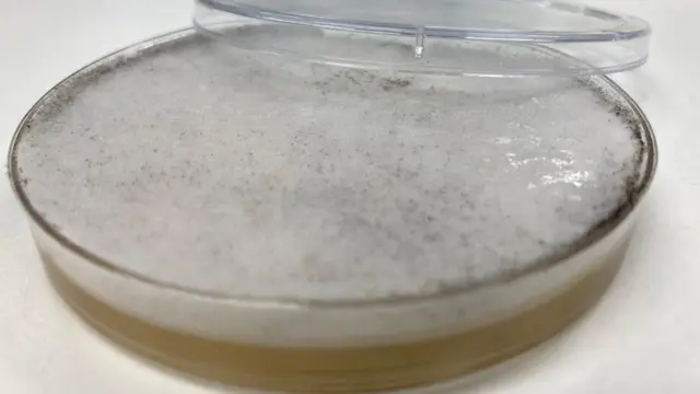 బ్లాక్ ఫంగస్