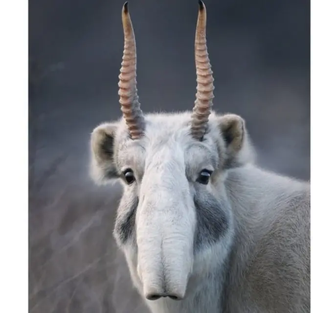 saiga antelope