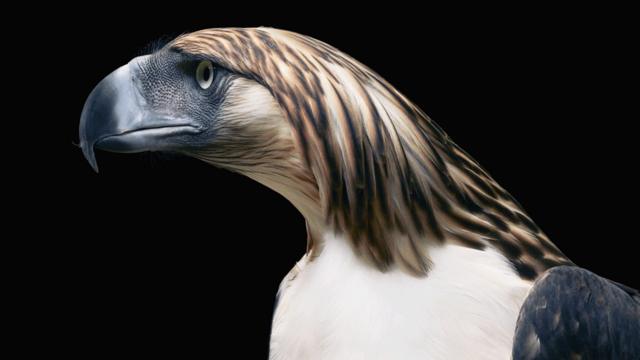菲律宾鹰