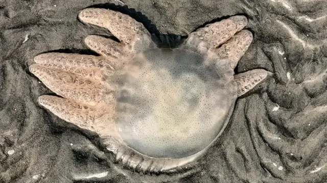 জেলিফিশ