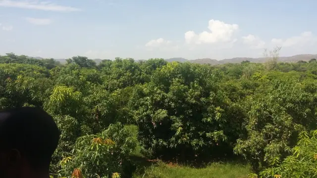 ልምዓት ሃረጉ