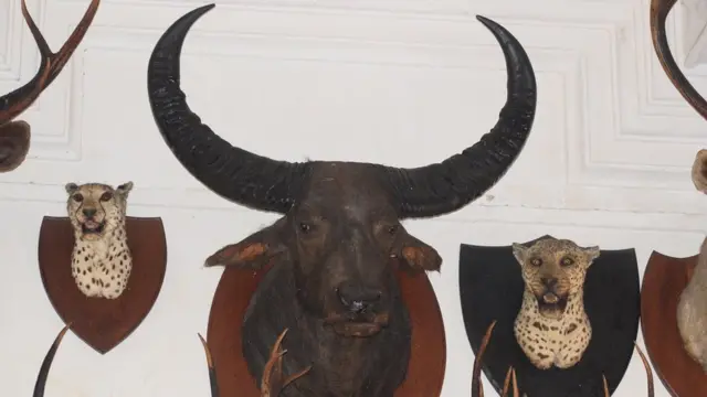 दीवार पर टंगे जानवर