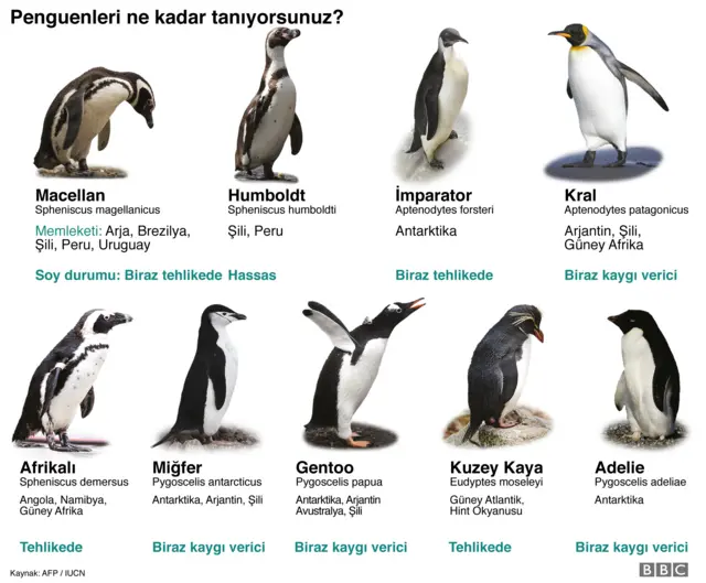 Penguen