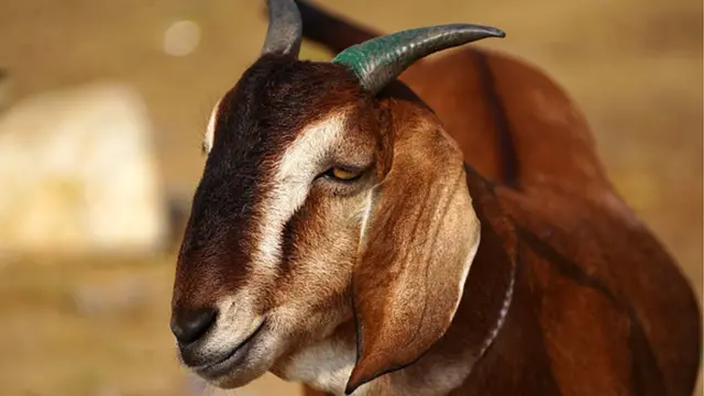 మేక