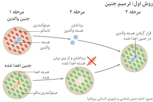 ۱) دو تخمک با اسپرم بارور می شوند، که نتیجه یک جنین از پدر و مادر اصلی است و یک جنین با استفاده از فرد اهدا کننده ۲) هسته ای که دارای اطلاعات ژنتیکی است از هر دو جنین خارج می شود ۳) با اضافه کردن هسته والدین به جنین اهدا کننده یک جنین سالم ایجاد می شود. این جنین در داخل رحم مادر کاشته می شود