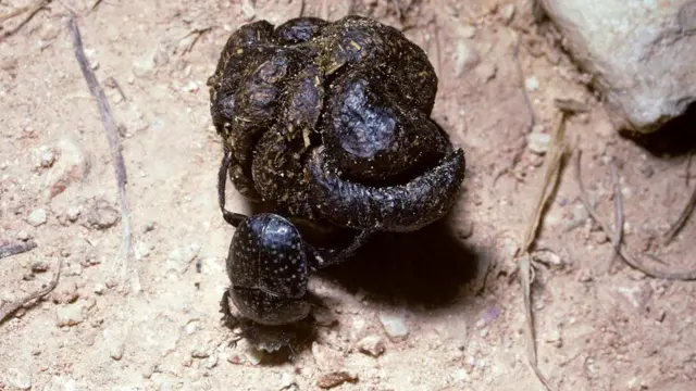 Калоед-бык (Onthophagus taurus), навозный жук