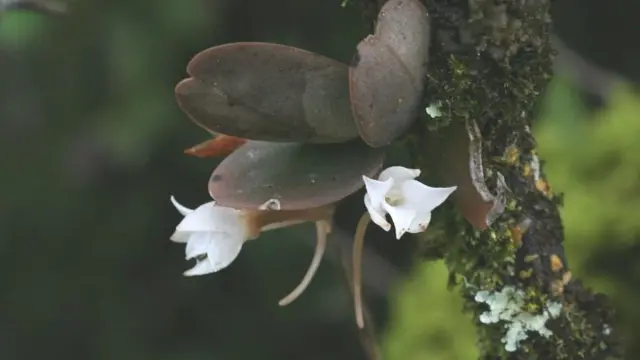 ఆర్చిడ్