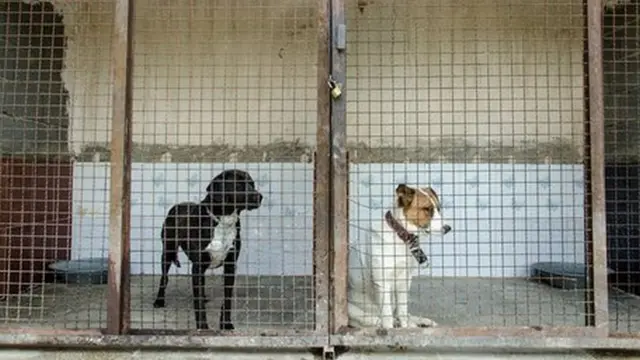 سگهای رها شده