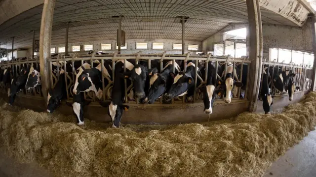 Vacas alimentándose