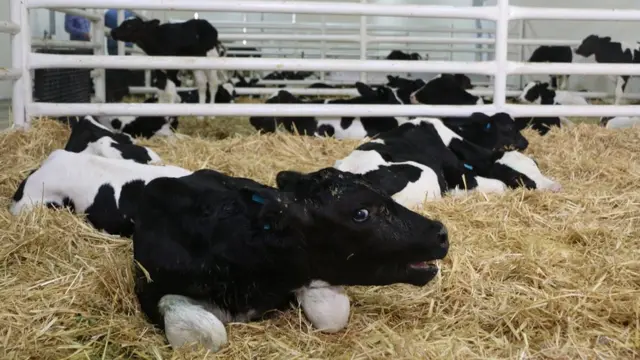 قطر، خلیجی ملک، بحران