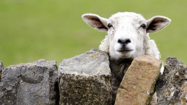 Овца за каменным забором