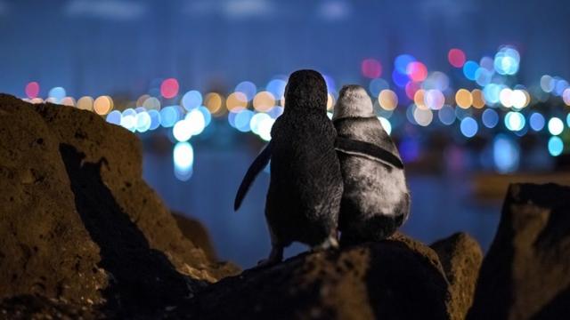 Dos pingüinos mirando hacia las luces de la ciudad.