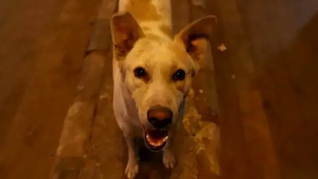 भटका कुत्रा 