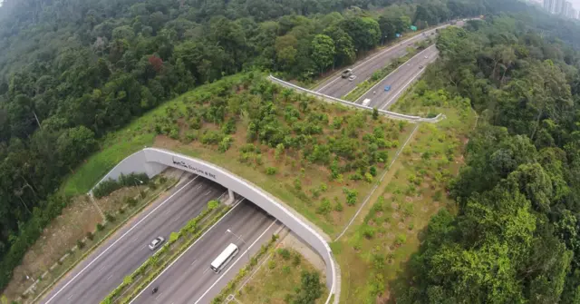 Exemploarbety saque pendentepassagemarbety saque pendentefauna construídaarbety saque pendenterodovia entre duas reservas naturaisarbety saque pendenteSingapura