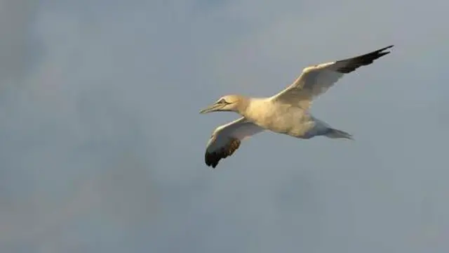 Un alcatraz vuela hacia la izquierda del marco. Tiene plumas blancas y alas con puntas negras.