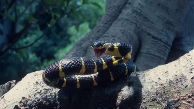 போயிகா டென்ட்ரோபிலா 